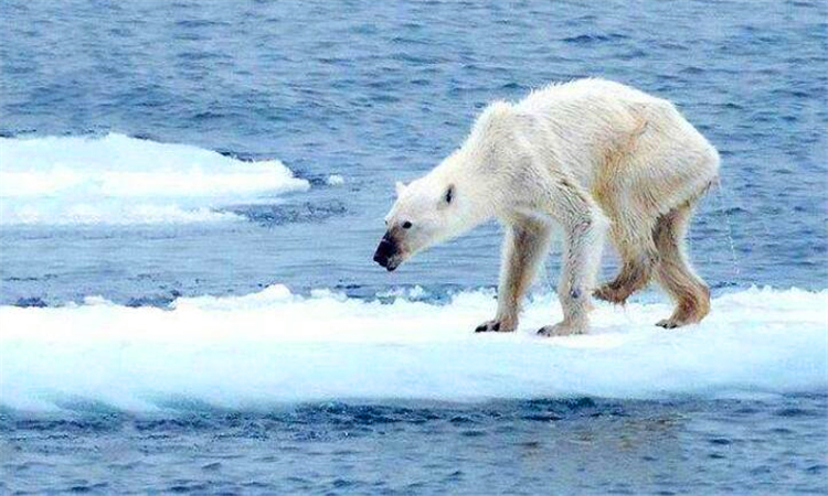 全球暖化南极变冷吗_全球暖化是世纪谎言吗_全球暖化效应