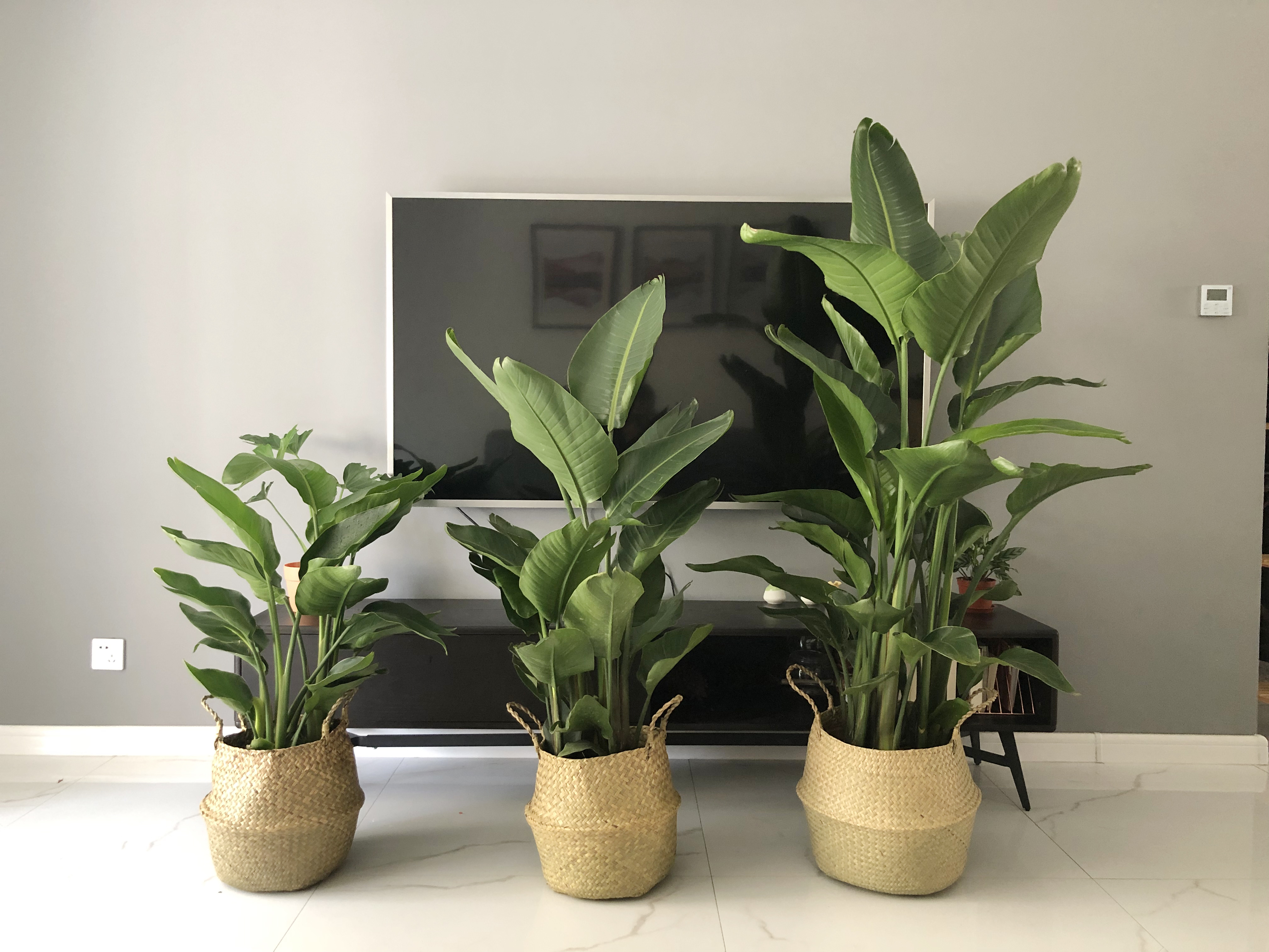 室内放哪些植物好_植物放室内_室内可以放哪些植物