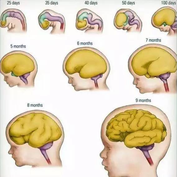 孕妇吃什么最补胎儿脑_左枕前位胎儿图 位图_胎儿全前脑