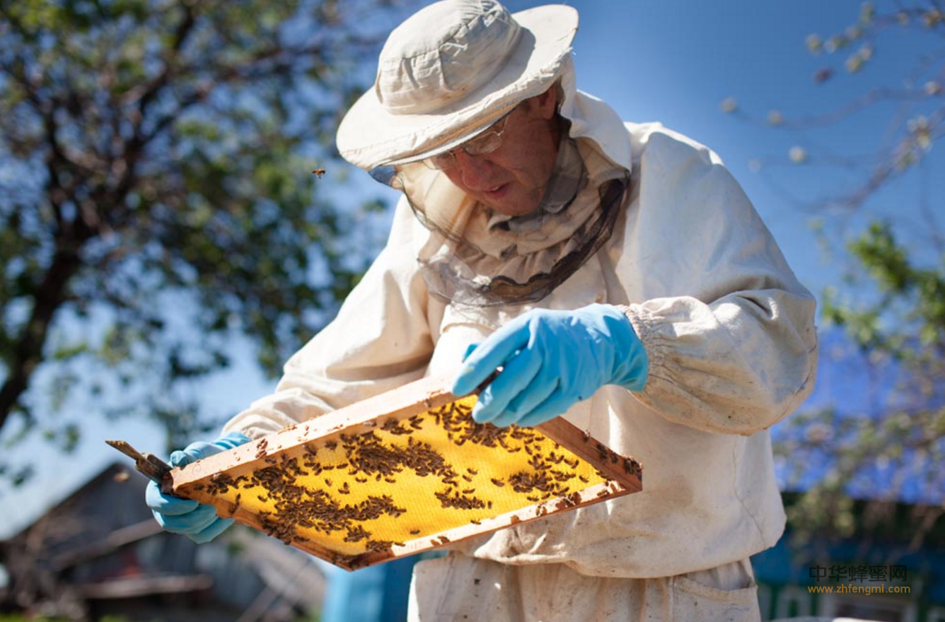 视频养蜜蜂_怎样养蜜蜂它才不跑_养蜜蜂赚钱吗