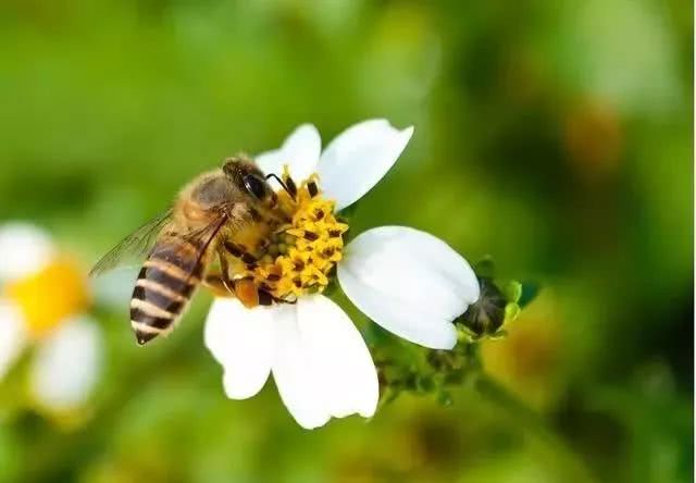 怎样养蜜蜂它才不跑_养蜜蜂赚钱吗_视频养蜜蜂
