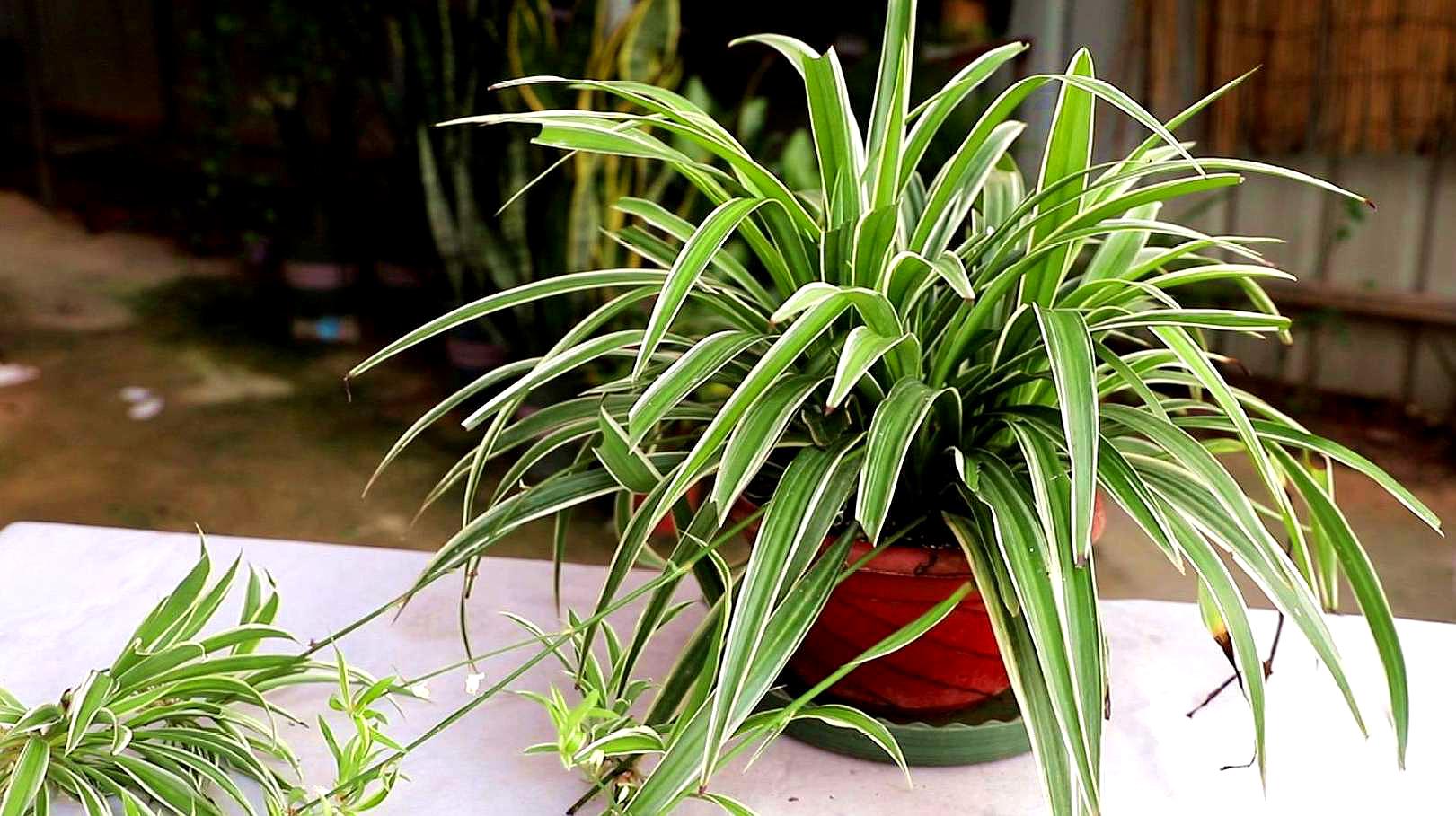 室内养什么植物净化空气_室内养什么植物好_哪些植物没毒,适合室内养