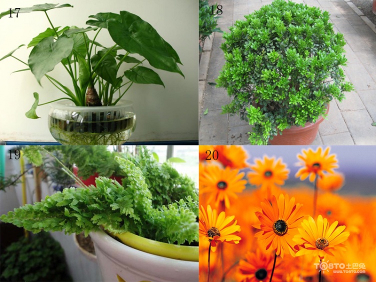 办公室放什么植物好_室内养什么植物好_室内放哪些植物好